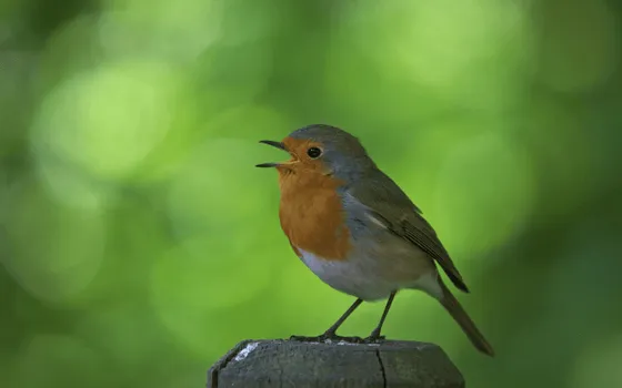 Bird