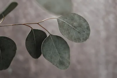 Eucalyptus leaves