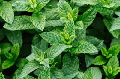 Peppermint